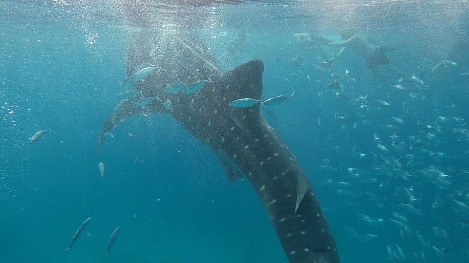 Cebu: Whaleshark Swimming & Moalboal Snorkelling Day Trip - Inclusions and Equipment