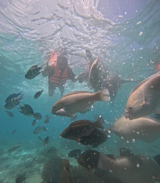 CEBU: Whaleshark Watching + Sumilon Sand Bar + Tumalog Falls - Exclusions