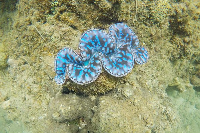 Cham Islands Snorkeling Tour by Wooden Boat From Hoi an - Pricing Information