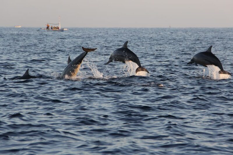 Charleston: Private Sightseeing & Dolphin Watching Boat Tour - Meeting Information