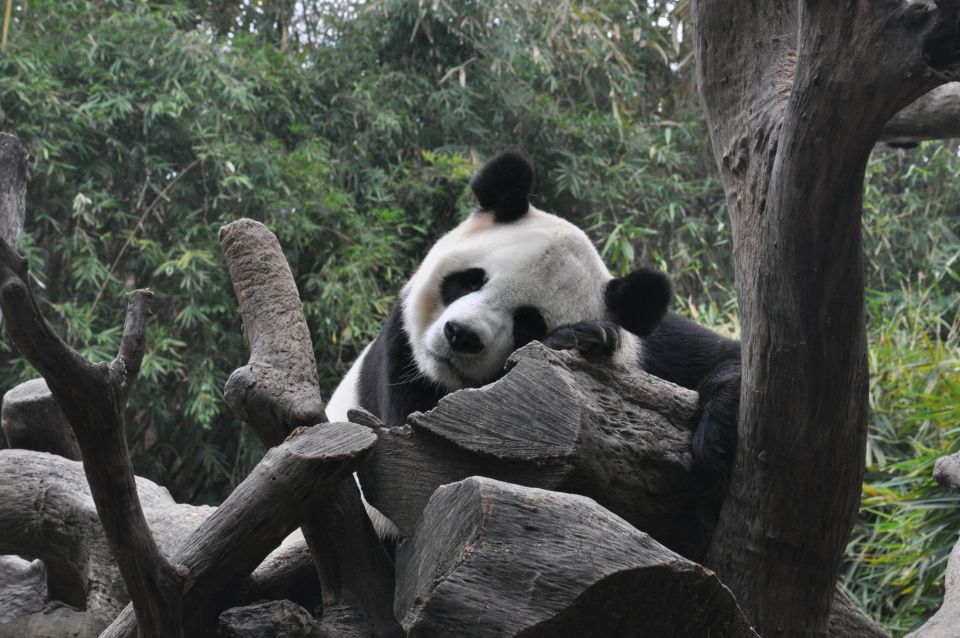 Chengdu: Private Full-Day Panda, City, Museum, & Park Tour - Jinli Street