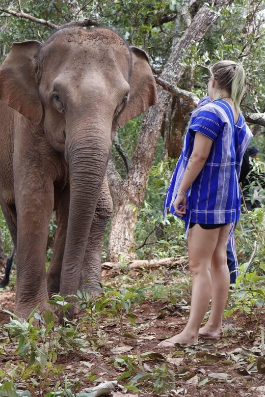 Chiang Mai: Elephant Dream Project Sanctuary - Full Day - Dining Experience