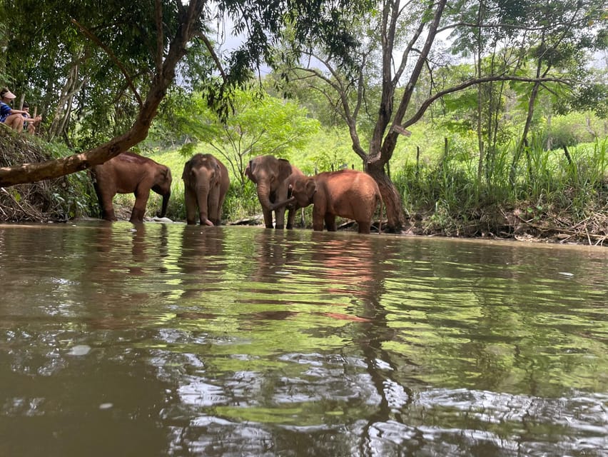 Chiang Mai: Elephant Dream Project Sanctuary - Half-Day - Inclusions and Exclusions