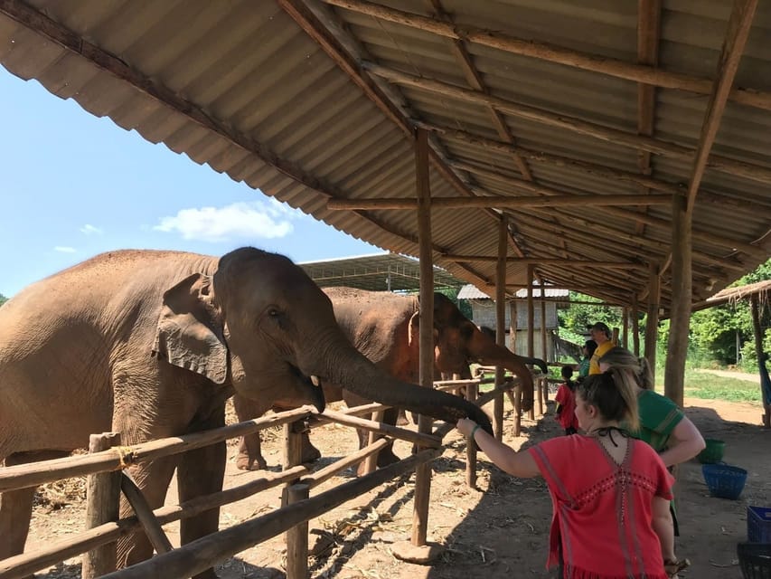 Chiang Mai: Elephant Feeding Experience, Hand Feed Elephants - Inclusions and Requirements