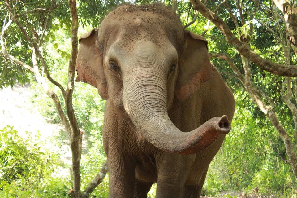 Chiang Mai: Ethical Elephant Sanctuary Day Tour & Lunch - Customer Feedback