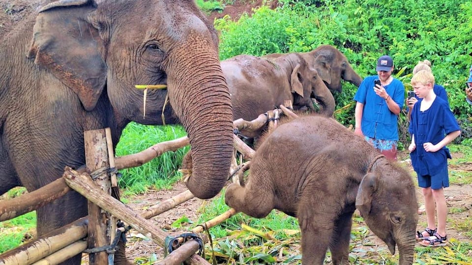 Chiang Mai: Half Day Living Green Elephant Sanctuary - Elephant Sanctuary Experience