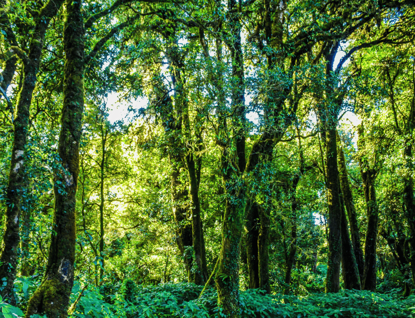 Chiang Mai: Nature Exploration at Doi Inthanon National Park - Recommended Attire and Packing