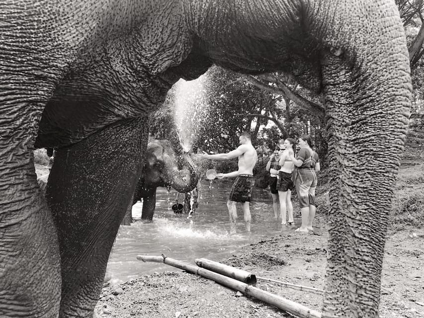 Chiang Mai: Top Rated Elephant Afternoon Tour (Starts 12PM) - Inclusions and What to Bring