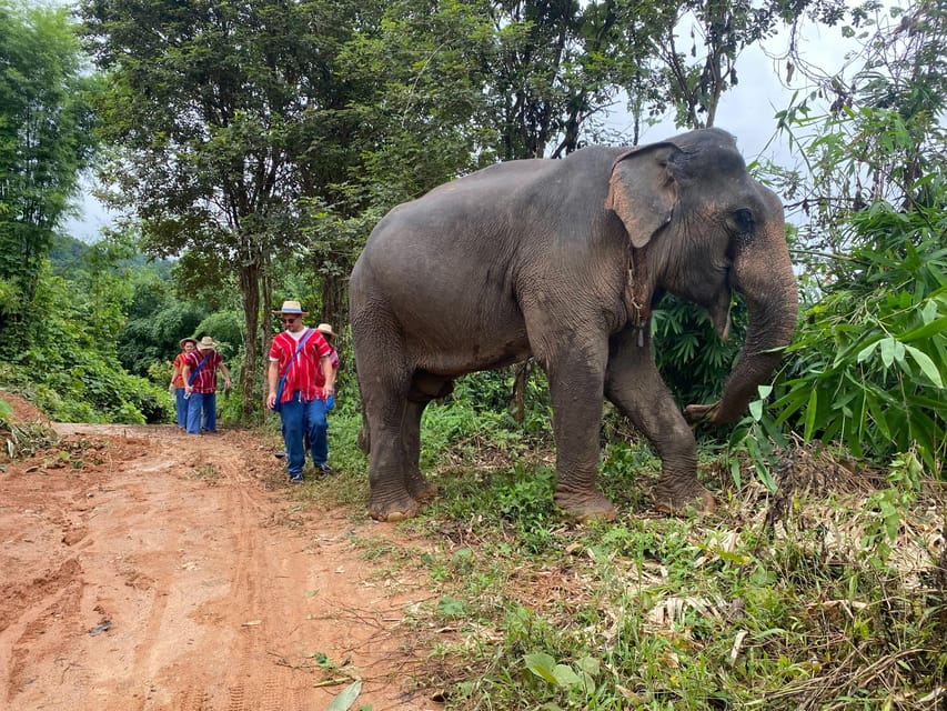 Chiang Rai:Experience the Way of the Elephants [Half-Day] - Inclusions and Whats Covered