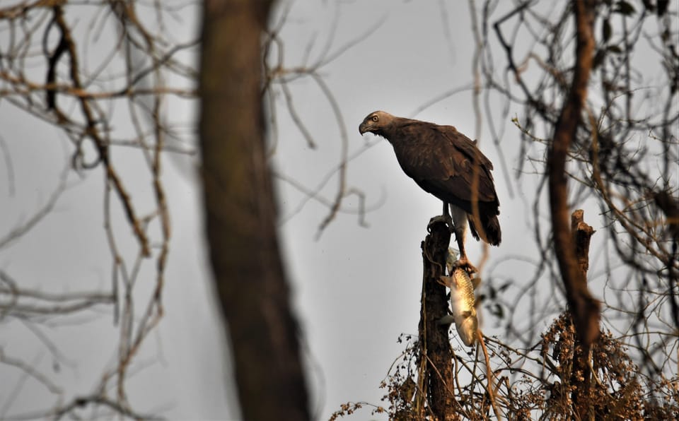 Chitwan: 2-Night Safari Tour With Jeep Tour and Jungle Walk - Wildlife Encounters