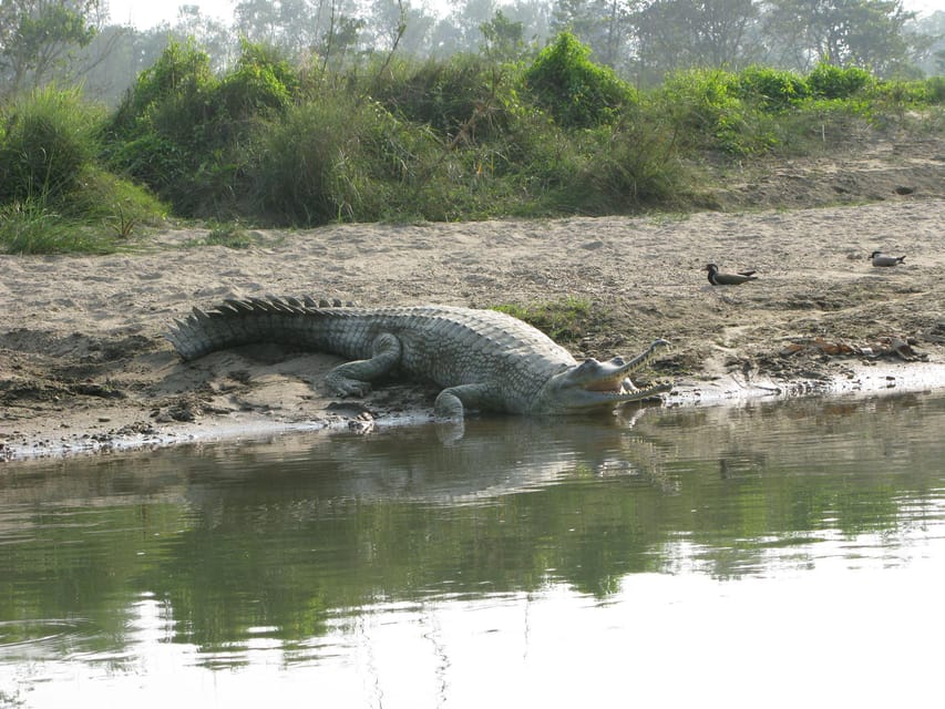 Chitwan Jungle Safari 2 Nights 3 Days - Included Services