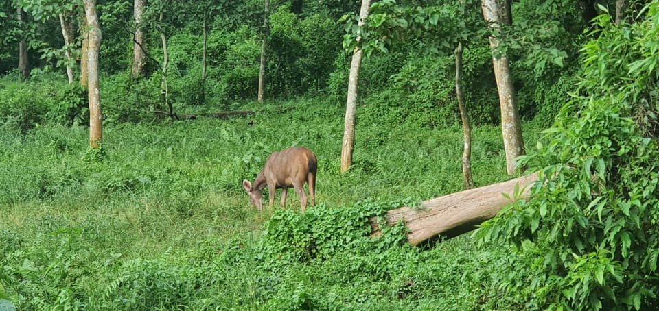 Chitwan Jungle Safari Tour by Private Car at Luxury Resort - Unique Wildlife Experiences