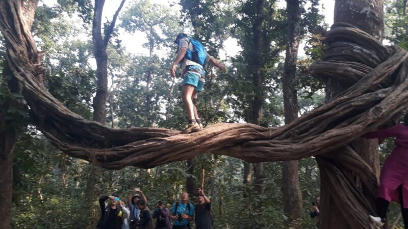 Chitwan: Jungle Safari With Jeep, Canoe, and Jungle Walk - Wildlife Encounter Opportunities