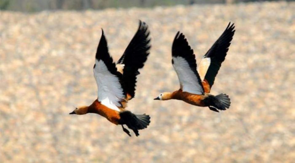 Chitwan National Park Untouched Side Bird Watching From Madi - Accommodations and Meals