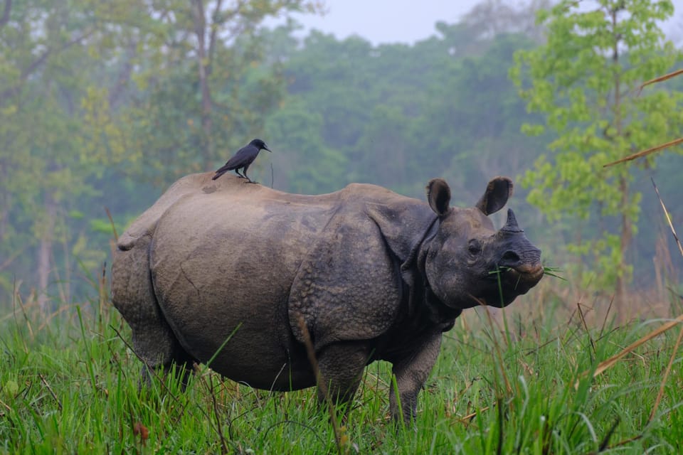 Chitwan: One Day Jeep Safari, Canoeing, Forest Walk - Canoeing on the Rapti River