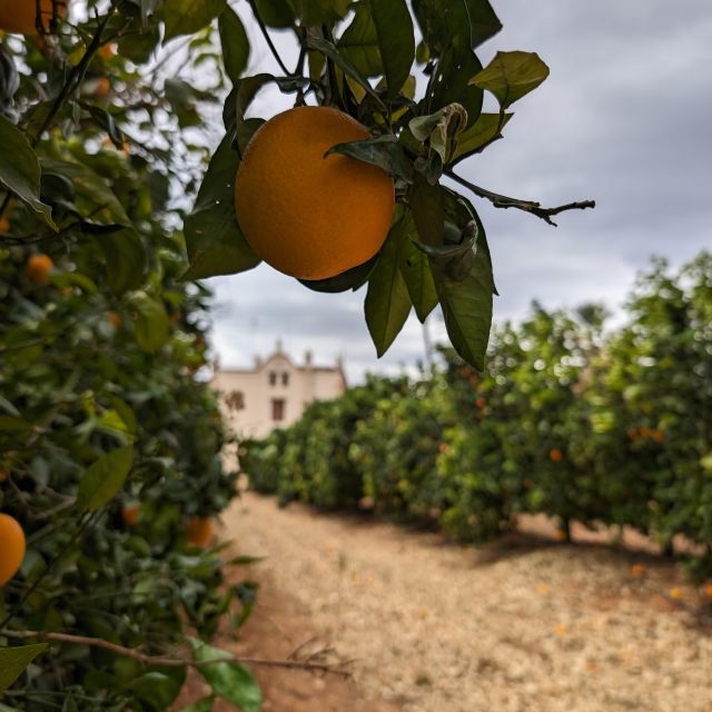 Citrus Treasures: Exploring Valencias Orange Grove - Participants and Accessibility