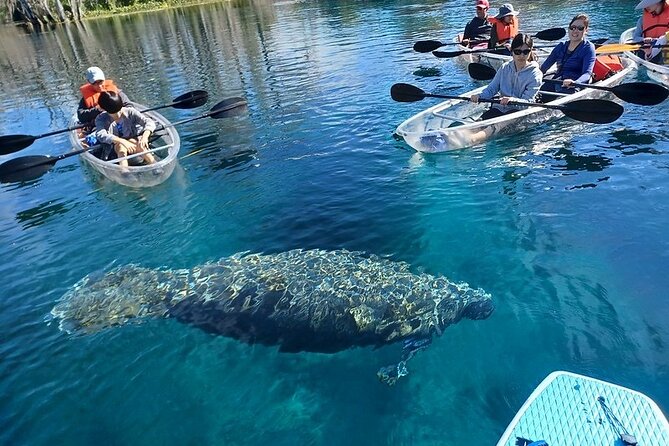 Clear Kayak or Paddleboard Manatee Adventure - Guided Tour Experience