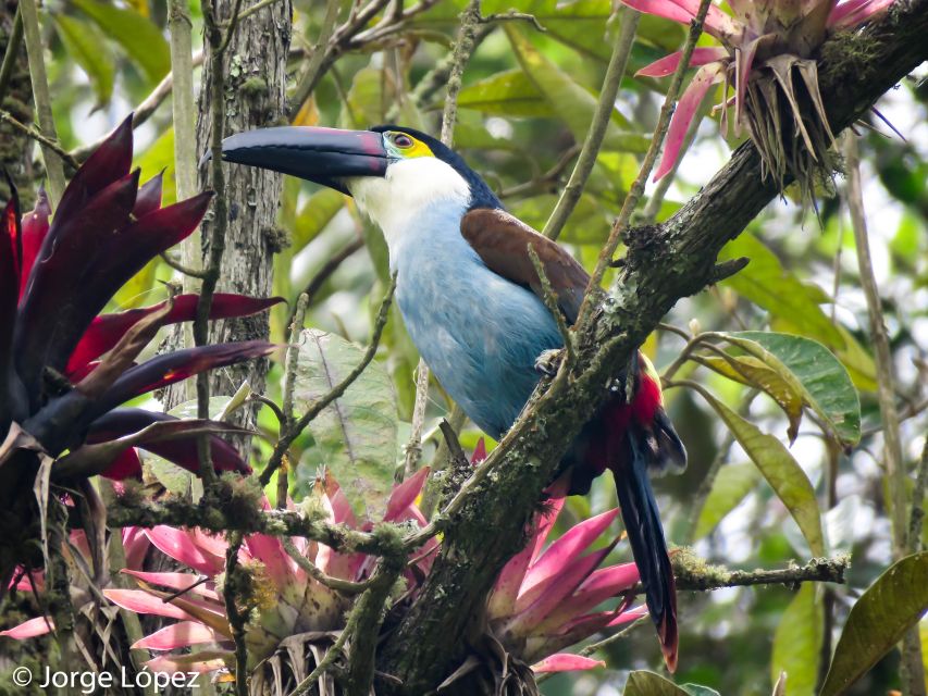 Cocora Valley: Birding-Hiking With Breakfast & Lunch - Hiking Route Details