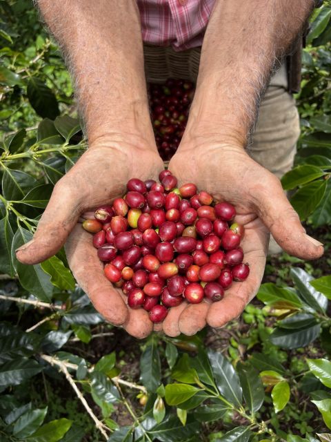 Coffee Tour in Garden Antioquia - From Medellín - Private Tour Options