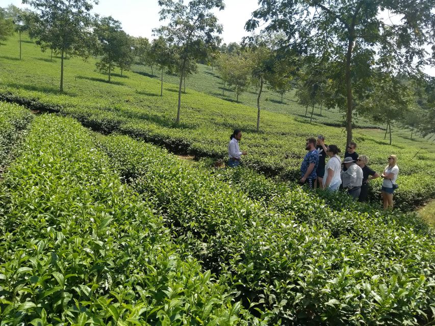 Coffee - Wine - Tea Da Lats Agricultural Treasures Tour - Phat Chi Tea Farm