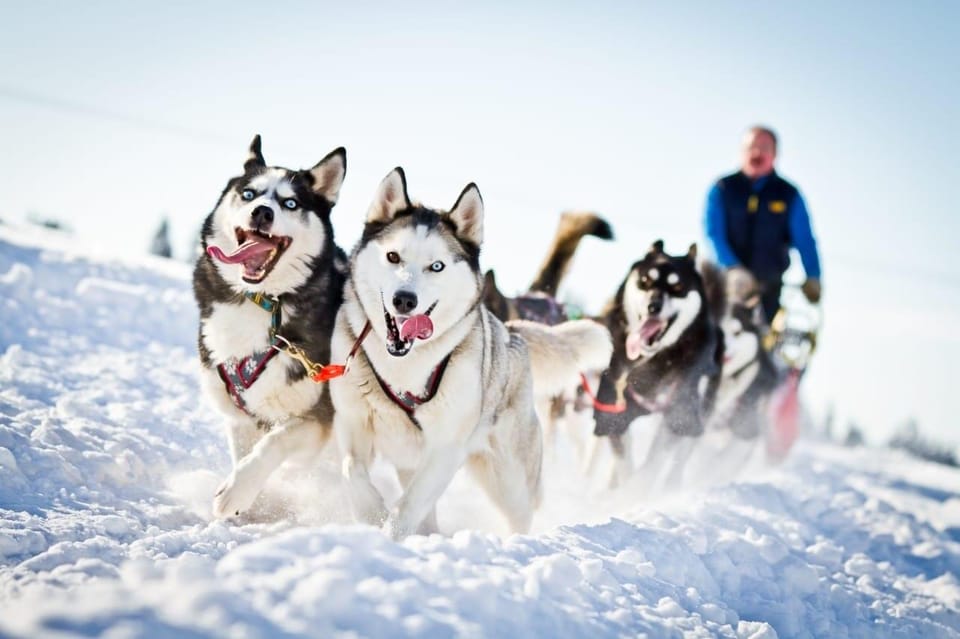 Combo TourHusky and Reindeer Sledding Ride in Levi - Detailed Itinerary