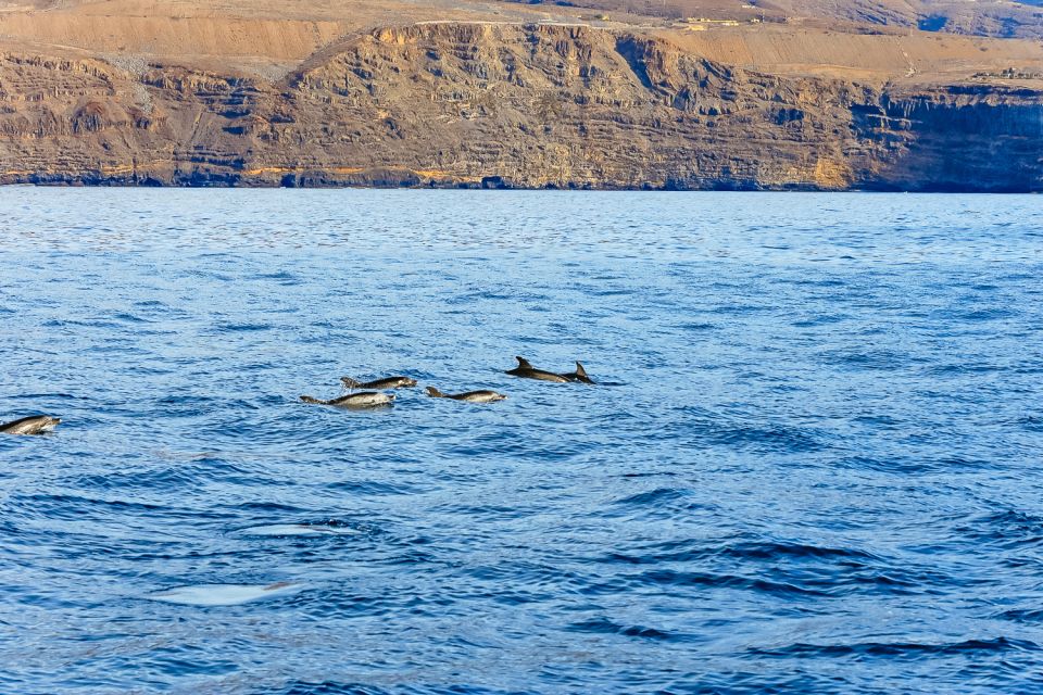 Costa Adeje: Masca and Los Gigantes Whale Watching Cruise - Wildlife Sightings