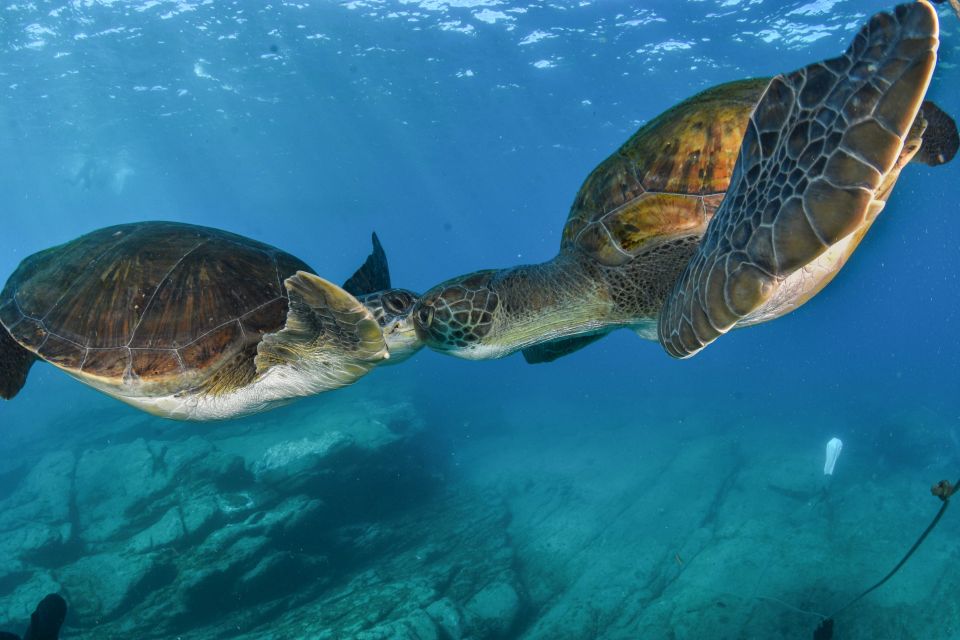 Costa Adeje: Snorkeling Private Lesson for Begginers - What to Bring and Not Allowed