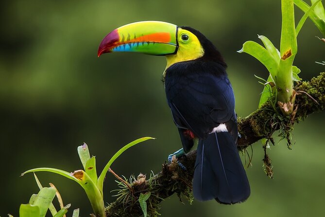 Costa Rica Pura Vida 8 Days and 7 Nights (Minimum 2 People) - Essential Information
