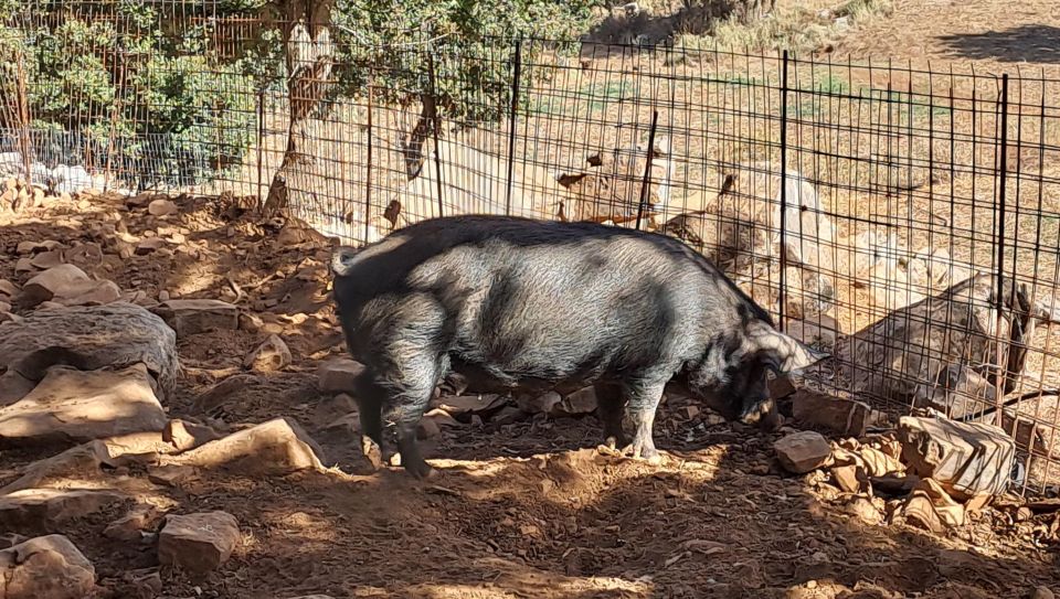 Crete: Shepherd'S Life & Psiloritis Mountain Tour With Meal - Interaction With Local Farm Animals