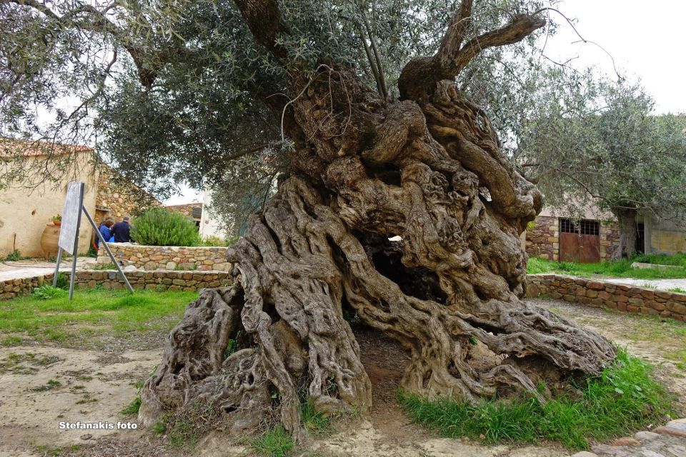 Crete: Wine and Olive Oil Tasting - Guided Tours and Highlights