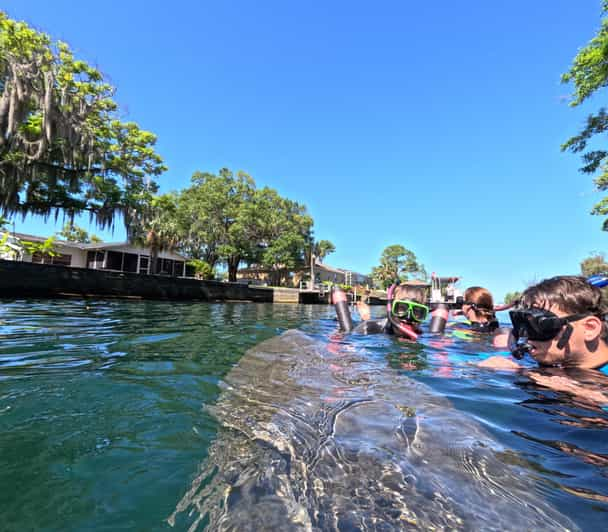 Crystal River: Guided Manatee Snorkeling Tour - What to Bring and Restrictions