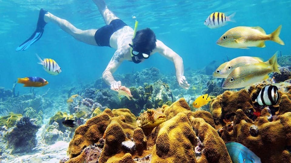 Cu Lao Cham: 1 Day Visting Cham Island and Snorkeling Tour - Transportation and Inclusions