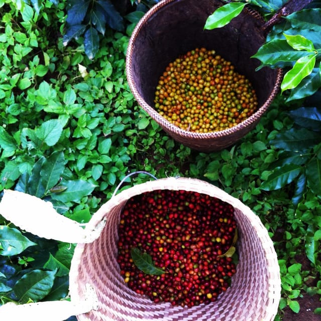 Dalat Highlands Coffee Tour & Countryside Experience - Inclusions of the Tour