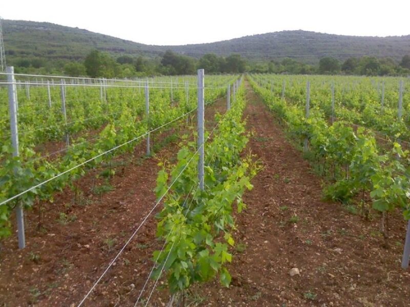 Dalmatian Delights: Food & Wine Tour From Split or Trogir - Traditional Dalmatian Dinner