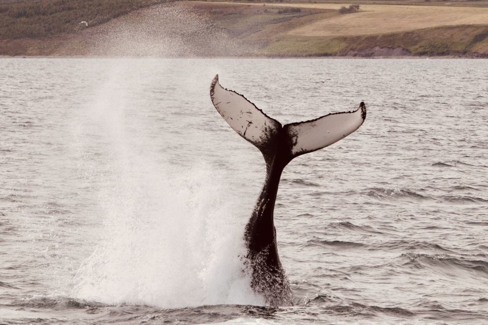 Dalvík: Whale Watching Speedboat Tour - Group Size and Guide