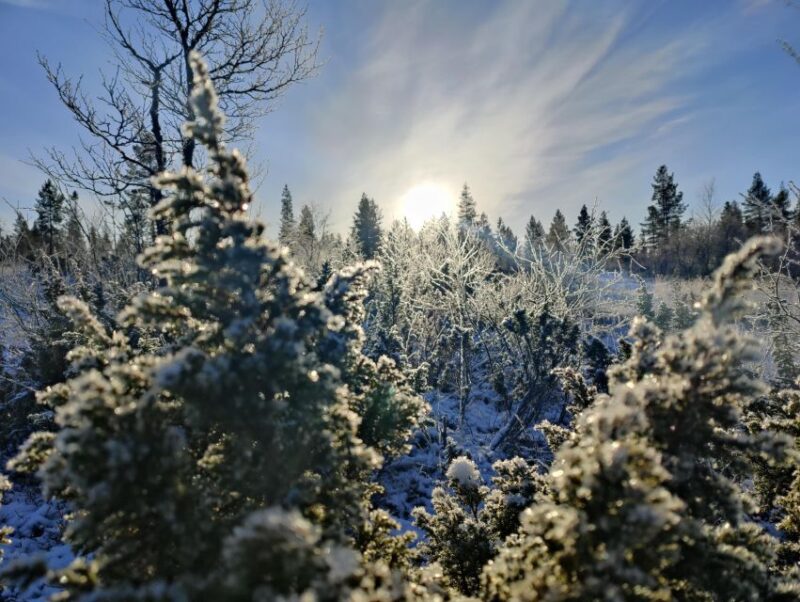 Day in the Tundra - Winter Trek & Smoke Sauna - Booking and Pricing Details
