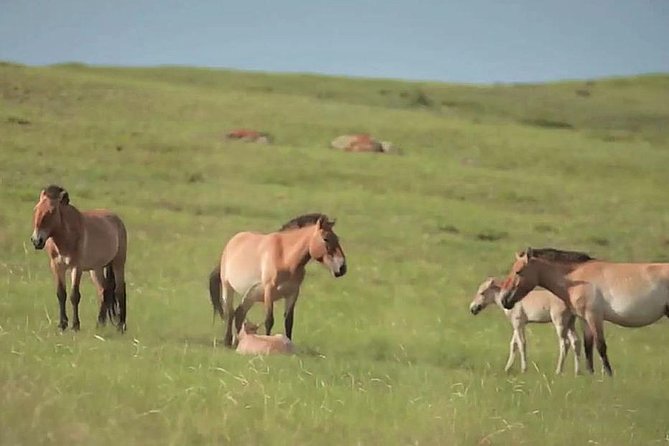 Day Tour of Hustai National Park - Reviews and Experiences