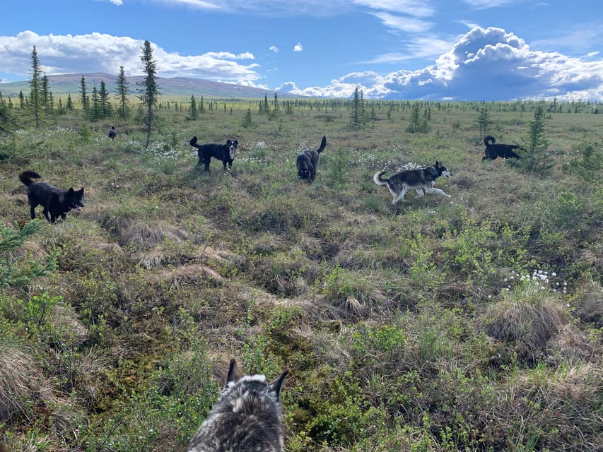 Denali: 1 Hour Tundra Walk With Free Running Sled Dogs - Friendly Alaskan Huskies