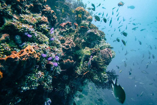 Dive at Tulamben Bali USS Liberty Ship Wreck | Travel Buddies