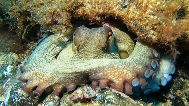Diving at Lanzarote - 2 Guided Dives for Certified Divers - Dive Site and Marine Life