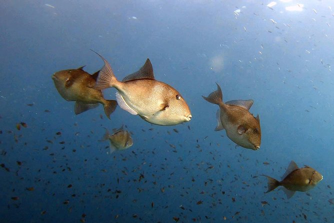 Diving Baptism in the Marine Reserve of Cabo Tiñoso - Safety and Medical Considerations