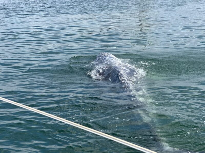 Dolphin Sightings Tour - Cancellation Policy