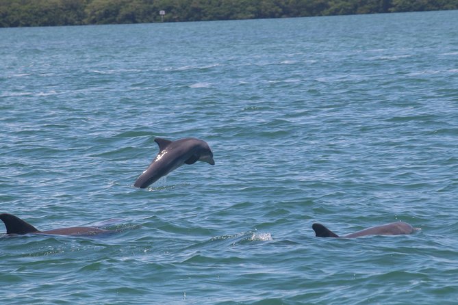 Dolphin Tour on a Private Boat - Scenic Views