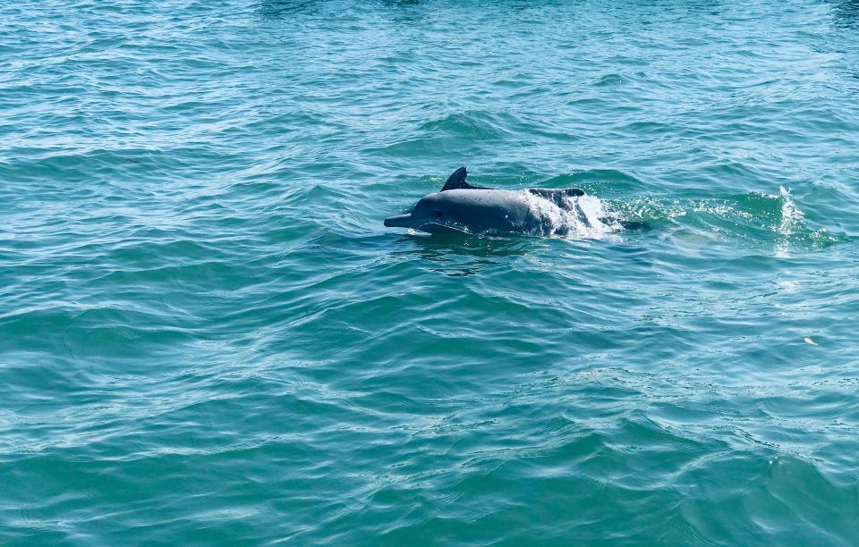 Dolphin Watching in Trincomalee - Inclusions and Participants