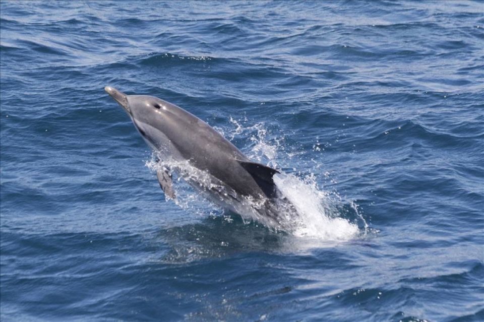 Dolphins Watching With Beach Day in Tarifa From Seville - Important Information