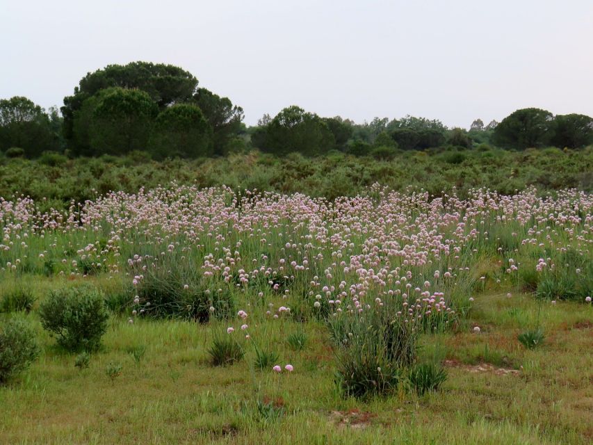 Doñana National Park: 2-Day Tour From Seville - Participant Information