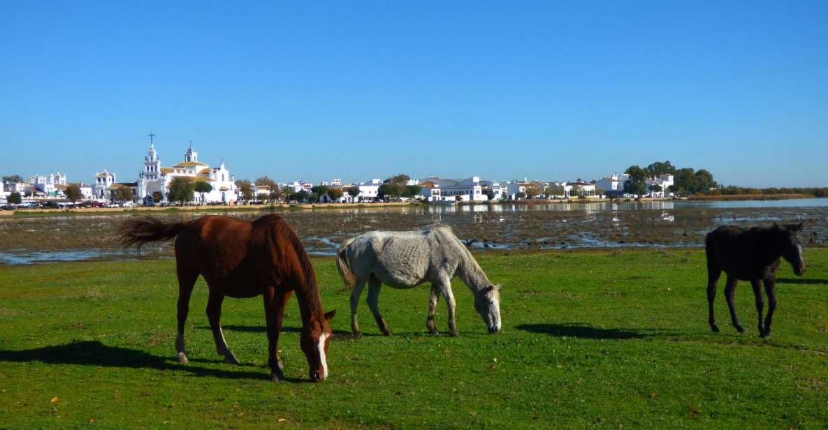 Doñana National Park Off-Road Tour From Seville - Participant Information