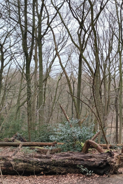 Dortmund: Literary Hike Through the Aplerbeck Forest - Highlights