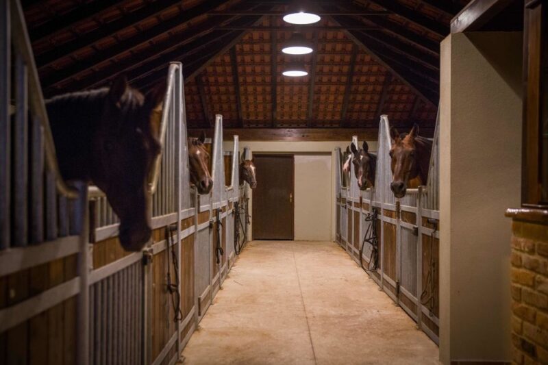 Dubrovnik Kojan Koral: Horseback Riding - Guided Horseback Ride