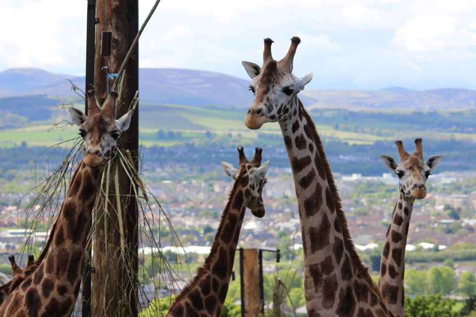 Edinburgh Zoo Entrance Ticket - Available Amenities